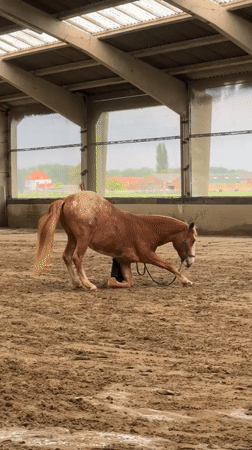 Horse training session observed at indoor arena in Belgium