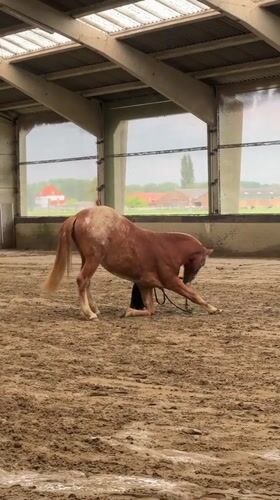 Horse training session observed at indoor arena in Belgium