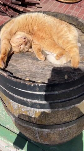 A close-up, sunlit shot focuses on an orange cat sleeping on top of a wooden barrel. The cat is lying prone, with its eyes closed and paws outstretched. The barrel has a rustic, aged appearance with black metal bands. A pile of wooden planks is visible in the background, along with a brick surface. The cat is gently called by 'ks-ks-ks' sounds, but it remains asleep.