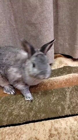 A gray rabbit sits on a brown, green, and tan patterned rug, with gray curtains in the background. The rabbit is facing the camera.