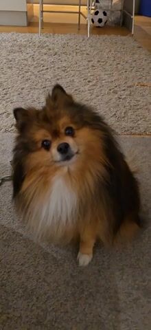 A short video shows a woman's hand holding out to a small, fluffy brown, black, and white Pomeranian sitting on a gray carpet. The dog raises its right paw to the woman's hand, then she touches the dog's cheek with her fingertips. The dog smiles, panting slightly with its tongue visible.