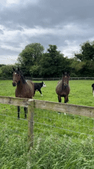 Rural Irish countryside scenes documented in Curtistown farmland