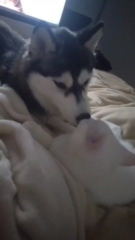 The video shows a black and white husky dog lying next to a white cat on a bed covered with a beige blanket. The cat is lying on its back with its paws up near the dog's face. The dog is looking down at the cat and appears to be gently interacting with it, possibly licking or nuzzling the cat's paws. There is a window visible in the background.