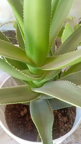 This is a close-up, top-down shot of an aloe vera plant in a white pot. The plant has thick, green, fleshy leaves with serrated edges that spiral upwards. The soil is visible at the bottom of the pot. The lighting is bright, suggesting it is daytime. There are no people or animals present in the video.