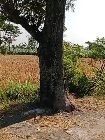 The video pans across a rural landscape under a clear sky. In the foreground, tall grass and some debris are visible. Further back, a field of dry, harvested crops, likely wheat or similar grain, is apparent. Beyond that, a lush green crop, possibly corn or a similar tall-growing plant, stretches across the middle ground. Several trees of varying sizes are scattered throughout the scene, some appearing mature and leafy, others more sparse. The overall impression is of agricultural land during a dry season, with evidence of recent harvesting and active cultivation. The camera movement suggests it's being recorded from a moving vehicle or by someone walking.