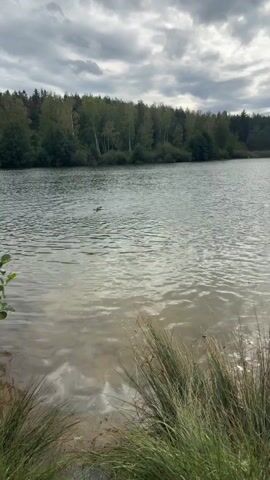 The video shows a body of water with a person in it swimming. The person is in the middle of the lake. There are trees on the far bank of the lake and some tall grass in the foreground. The sky is cloudy.