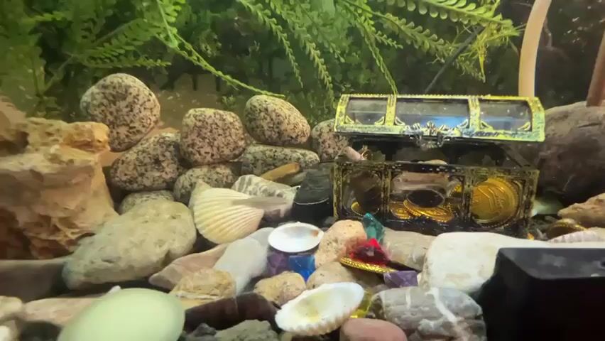 This is a close-up underwater shot of an aquarium. The foreground is filled with various sized rocks, seashells, and colorful glass pieces. In the center of the frame, a treasure chest decoration is visible, filled with gold-colored coins and a few small fish swimming around it. Behind the treasure chest, a cluster of speckled rocks is piled up. The background features lush green artificial plants, and further back, two coconut shell decorations are partially visible, with tubes and equipment attached to them. The overall impression is a decorative, themed aquarium environment.