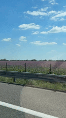 Vehicle passenger films purple flowering field along Bratislava roadway