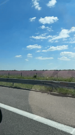 Vehicle passenger films purple flowering field along Bratislava roadway