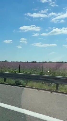 Vehicle passenger films purple flowering field along Bratislava roadway