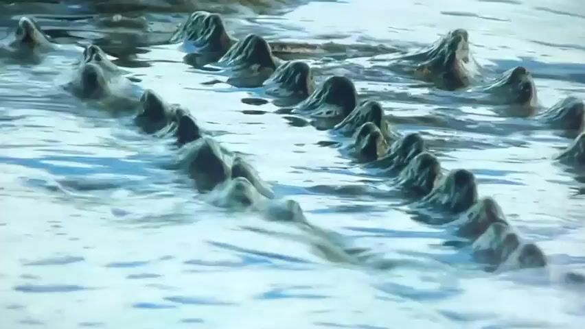 The video shows a close-up, water-level view of a body of water, possibly a river or swamp. There are multiple snouts and heads of crocodiles or alligators emerging from the water in a staggered, linear formation. The animals appear to be in a line, with their heads facing upwards and slightly forward, their eyes and nostrils visible. The water is murky and appears to be flowing gently around the animals. The lighting suggests it is daytime. The scene is still and appears to be a natural habitat for these reptiles.