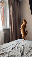 Brown dog's morning bed antics captured in Дядьково, Russia