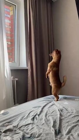 A small, tan-colored dog is standing on its hind legs on a bed, looking out a window. The bed is covered with a gray and white patterned comforter. Behind the dog are taupe-colored curtains. The window reveals a view of a tall apartment building. To the right of the curtains is a gray wall with a flat-screen television mounted on it. A white radiator is visible beneath the window.