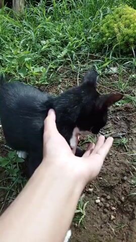 Here is a description of the video:

A hand is petting a black cat in an outdoor setting. The cat has white paws and chest, and the rest of its body is black. The cat is lying on the ground, which is a mix of dirt, grass, and small rocks. The hand strokes the cat's neck, and the cat sits up and yawns. The background is a green lawn with various plants and grass.