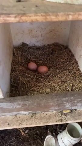 The video shows a close-up view of several nesting boxes filled with straw. Each box contains one or two brown eggs. The nesting boxes appear to be made of wood and white plastic. The environment is dimly lit and appears to be an outdoor coop or shed. The camera pans across the nesting boxes, showing a different view of the eggs in each shot. The video focuses solely on the eggs and the nesting boxes.