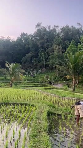 A farmer is working in a flooded rice paddy. The farmer is wearing a gray tank top, beige shorts, and a hat. The farmer is using a tool that appears to be a hoe or a rake to work the soil. The rice paddy is surrounded by lush green vegetation, including palm trees and bamboo. In the background, there is a hill covered in trees. The sky is overcast.
