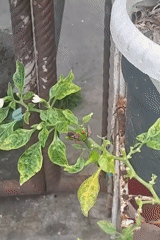 Street life and flowering plants in Lhokseumawe, Indonesia