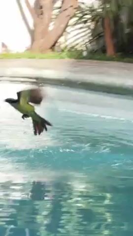 A bird is sitting on the edge of a pool. The bird falls into the pool. The bird is green and black. There is a potted plant next to the pool. The water in the pool is blue and clear.