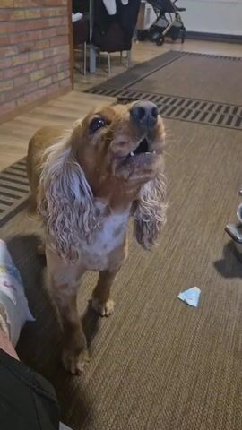 The video shows a medium-sized, golden-colored Cocker Spaniel standing on a brown patterned carpet. The dog is looking upwards with its mouth open, vocalizing a sound that sounds like a soft howl or whimper. In the background, there is a brick wall, wooden flooring, and a partially visible baby stroller and high chair. There are also a few objects on the floor near the dog, including a piece of paper. Part of a person's legs can be seen on the left side of the frame, suggesting they are likely the one holding the camera.