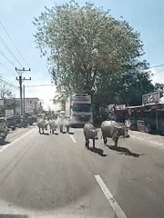 Water buffalo herd blocks road traffic in Keuniree, Indonesia