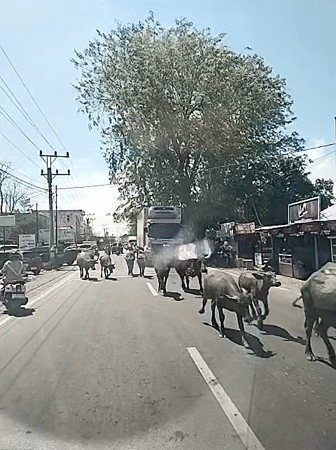 Water buffalo herd blocks road traffic in Keuniree, Indonesia