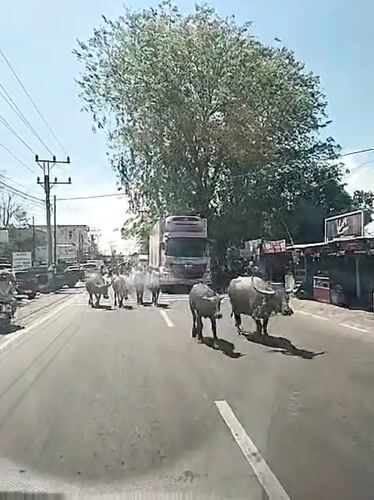 Water buffalo herd blocks road traffic in Keuniree, Indonesia