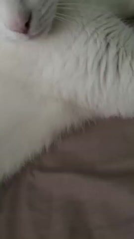 A close-up shot shows a white cat with orange markings on its head and ears. The cat's eyes are closed, and it appears relaxed. A person's hand is visible, gently petting the cat. The background is blurred, but suggests an indoor environment with furniture and possibly other objects. The lighting is dim.