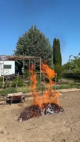 A medium shot shows a burning brush pile in a garden on a sunny day. The pile of branches and wood burns with tall orange flames in the center of a bare dirt area. A wheelbarrow stands near the fire. In the background, a small white building, a metal pergola, and various trees are visible under a clear blue sky. A man wearing a hat, jeans, and a light shirt stands to the left, watching the fire. A partially visible picnic table is in the foreground. The camera slowly zooms out, maintaining a wide angle.