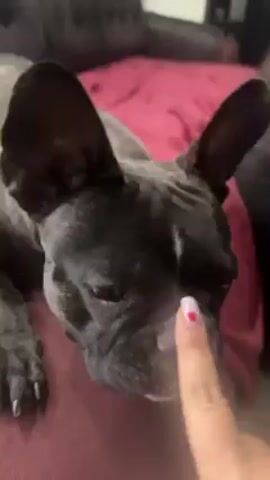 A close-up video shows a brindle French Bulldog lying down on a burgundy surface, possibly a couch or bed. A human hand with painted nails approaches the dog's face. The dog opens its mouth, revealing pink gums and teeth, seemingly attempting to bite or nip at the person's finger. The background is slightly blurred, suggesting an indoor setting.