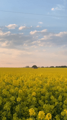 Rapeseed field blooms documented in rural Belarus countryside