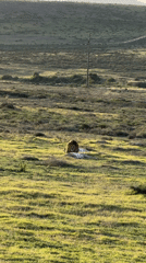 Male lion spotted resting in field near George, South Africa