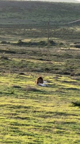 Male lion spotted resting in field near George, South Africa