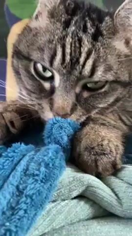 A close-up shot shows a tabby cat, its face filling most of the frame. The cat's eyes are partially closed as it appears to be kneading and sucking on a piece of blue, fuzzy fabric. The fabric is held between the cat's paws. Beneath the blue fabric, there is a light grey garment. The background includes a portion of a tan-colored surface on the left and a green and blue object or surface above the cat. The cat's fur is predominantly brown and black with stripes, and it has white whiskers. The cat appears relaxed and content.