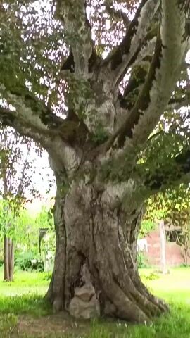 The video presents a slow, panning shot of a large, ancient-looking tree in an outdoor setting in Aizpute, Latvia.

The dominant subject is a colossal tree with an exceptionally thick, gnarled trunk and powerful branches that spread outwards. The bark on the trunk is deeply textured, and some of the upper branches are covered with patches of light-colored moss or lichen, highlighting its age. The tree's foliage is predominantly green, with some hints of reddish hues mixed in.

The camera begins by focusing on the upper trunk and lower branches, then slowly pans downwards and to the right, revealing the massive base of the tree with its strong, visible roots. The ground around the tree is covered in lush, green grass. In the background, partially obscured by the tree and foliage, are some distant structures, including what appears to be a dilapidated wooden building or shed.

The activity in the video is a simple, deliberate camera movement, showcasing the tree's impressive scale and intricate details. No people or animals are visible, and no specific event is taking place. The lighting appears diffused, suggesting an overcast day or indirect sunlight. There is no visible text in the video. The tree's immense size and venerable appearance are its most notable features, lending a sense of grandeur to the rural or semi-rural scene.