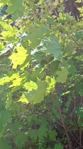 The video shows a close-up view of green leaves on a tree, with sunlight filtering through the foliage. The camera pans slightly, revealing more of the leafy branches and a hint of the surrounding environment, which appears to be a wooded area. The leaves are a vibrant green, and some are backlit by the sun, creating bright highlights. There are also some small, lighter-colored clusters of what appear to be buds or flowers interspersed among the leaves. The overall impression is of a sun-drenched, leafy tree in a natural setting.