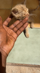 Person tenderly interacts with orange kitten in Jos, Nigeria