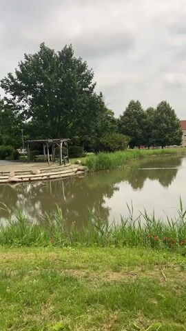 This media file captures a serene outdoor scene, likely in Schöningen, Germany. The primary subjects are the natural elements of a park-like setting. A calm body of water, possibly a pond or lake, dominates the foreground and mid-ground, reflecting the surrounding greenery and the overcast sky. Tall reeds and grass line the water's edge, with a few vibrant red flowers adding pops of color. In the mid-ground, a wooden gazebo or pergola with benches is visible on a paved area near the water. Beyond the water, a large, mature tree stands prominently, its dense foliage creating a significant shadow. Several smaller trees and bushes fill out the background, suggesting a well-maintained park or garden.

The activity taking place is subtle, with ripples on the water suggesting movement, possibly from a duck or other aquatic life. The overall mood is peaceful and tranquil. The time of day appears to be daytime, with the overcast sky indicating a cloudy or possibly rainy weather condition. There are no discernible people or specific objects that provide strong clues about human activity beyond the gazebo and benches. The setting is clearly natural and public, a place for relaxation and enjoying the outdoors. No visible text is present in the media file.