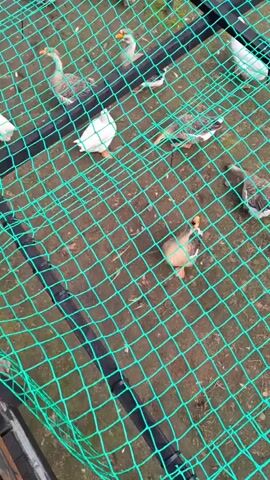 The video shows several geese in an outdoor enclosure covered by a green net. The geese are of various colors, including white and grey-brown. Some geese are standing, while others are partially or fully lying down. The ground appears to be dirt with some scattered leaves. One goose in the foreground is lying down with its head resting on the ground. The net has black supports running across it. The lighting suggests it is daytime.