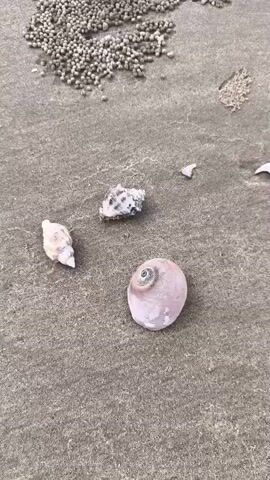 The video shows a close-up, high-angle view of a sandy beach. Several seashells are scattered across the sand. In the top left and top right corners, there are clusters of small, round sand balls, likely created by ghost crabs. In the center of the frame, there are three main seashells. One is a small, elongated, white shell on the left. Above it is a speckled, roughly spherical shell. To the right of these two is a larger, round, flat, pinkish shell with a swirl pattern in the center. There are also a few small, broken pieces of shell visible. The sand appears damp, suggesting it may be near the water's edge. The overall impression is a natural beach scene.