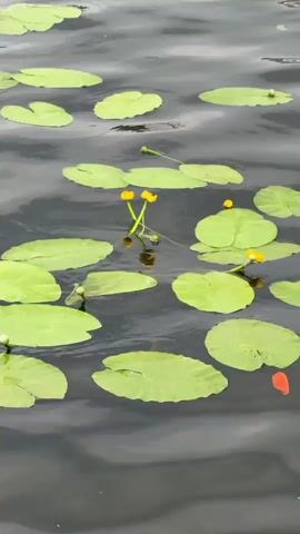 The video shows a body of water with lily pads and a few yellow water lilies floating on the surface. The water is dark and rippled, suggesting it may be a pond or a calm lake. The lily pads are green and round, and some of them are partially submerged. The yellow water lilies are small and delicate, with their petals closed. The overall impression is one of tranquility and natural beauty.