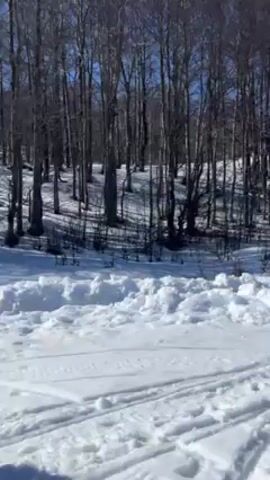 A young woman is standing in the snow, looking at her phone. She is wearing a white hooded sweatshirt, black leggings, and light-colored slippers. She appears to have just thrown something, perhaps a snowball, and remarks, "I'm really left-handed." The ground is covered in snow, and there are tire tracks visible. Behind her, there is a line of trees with bare branches, and the sky is clear and blue. A yellow object is visible in the background. A utility pole stands to her right.