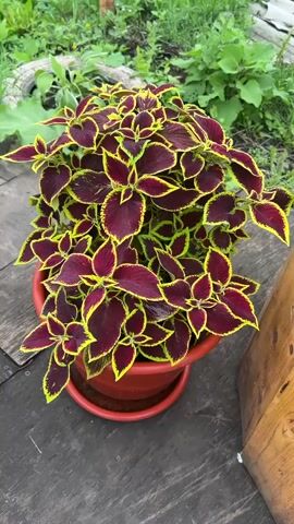 The video begins with a close-up of a potted coleus plant with dark burgundy leaves edged in yellow. The camera then pans to the right, revealing a wooden planter box filled with green hosta plants. The planter box is hexagonal and made of rough-hewn wood planks. Smooth, rounded stones are placed around the base of the hosta plants within the planter. The background consists of greenery and what appears to be weathered wooden planks or a pallet. The lighting suggests it is daytime, outdoors.