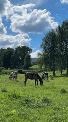 Horses, sheep, and open fields on a quiet rural morning