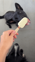 Person shares popsicles with black dogs in early morning
