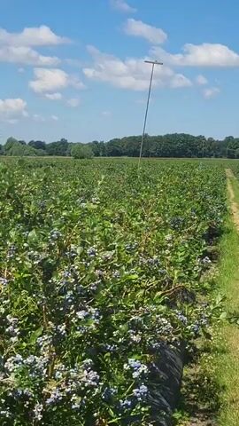 The video shows a slow pan across a blueberry farm. The camera is positioned at eye level and moves from left to right, capturing rows of blueberry bushes. The bushes are lush and green, with some showing clusters of small, unripe blueberries. Black plastic sheeting is visible at the base of the bushes, covering the ground between the rows. A narrow dirt path runs alongside the bushes, bordered by grass on the right side of the frame. In the distance, a row of trees forms the horizon, and a tall, thin pole with a T-shaped object at the top stands prominently against a bright blue sky with scattered white clouds. The overall impression is one of a cultivated agricultural landscape on a sunny day.