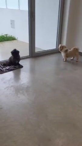 The video depicts two small dogs in an indoor setting near a sliding glass door looking out at a wet patio. One dog, with dark brown and black fur, is lying on a small, dark-colored mat just inside the door. The other dog, with tan and white fur, stands further into the room, also facing the door. The patio outside is wet from rain, and the surrounding area features white walls and some greenery. The interior space has a polished concrete floor.