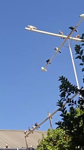 A flock of pigeons sits perched on a white, cross-shaped structure against a clear blue sky. The structure appears to be a weather vane or a bird feeder. Some of the pigeons are white, while others are darker gray or brown. In the foreground, green leaves and branches of a tree partially obscure the view of the birds. A brown rooftop is visible below the lower crossbar of the structure. The birds are calm and stationary.