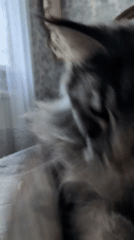 Maine Coon cat recorded in morning videos in Izmail
