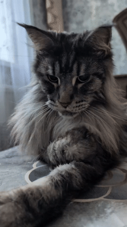 Maine Coon cat recorded in morning videos in Izmail