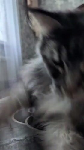 Maine Coon cat recorded in morning videos in Izmail